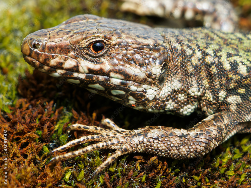 European wall lizard on a mossy surface, close-up European wall lizard on a mossy surface, close-up