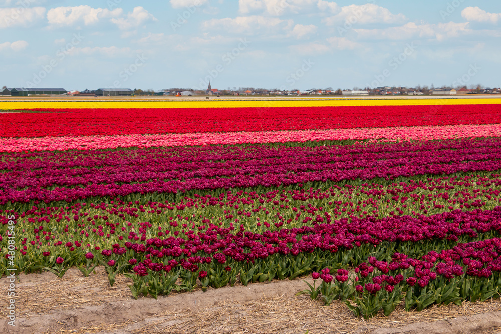 Beautiful tulip fields with brightly colored tulips on the farmland in the North Holland countryside, the Netherlands