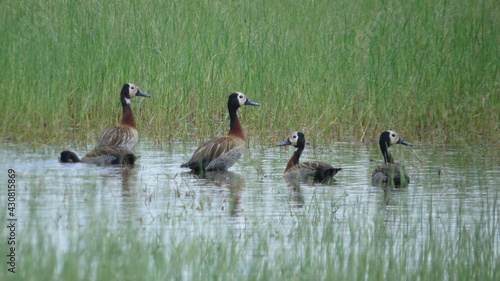 country goose and geese