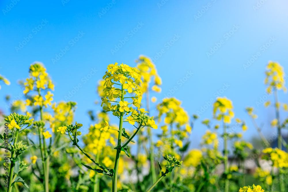 Rapeseed flowers and natural landscape blooming in summer in China