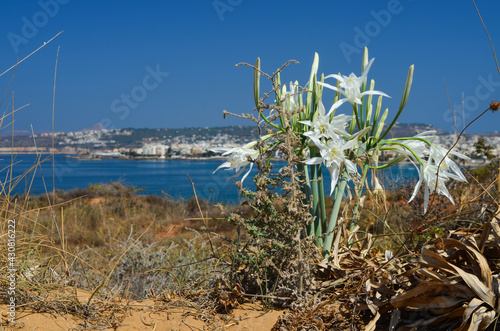 pancratium on the beach