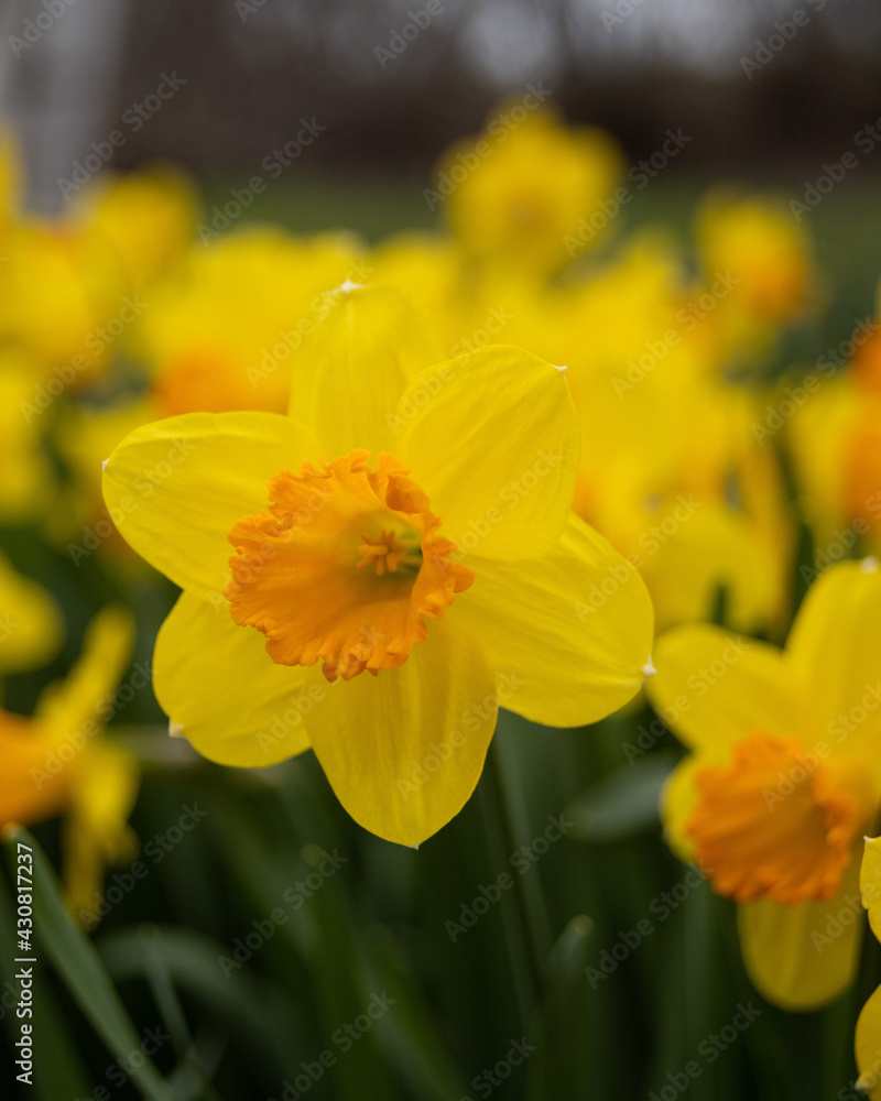yellow daffodils in spring yellow daffodils in spring