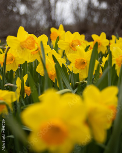 Fototapeta Naklejka Na Ścianę i Meble -  yellow daffodils in spring