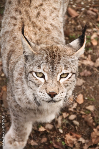 Lynx © Fiona