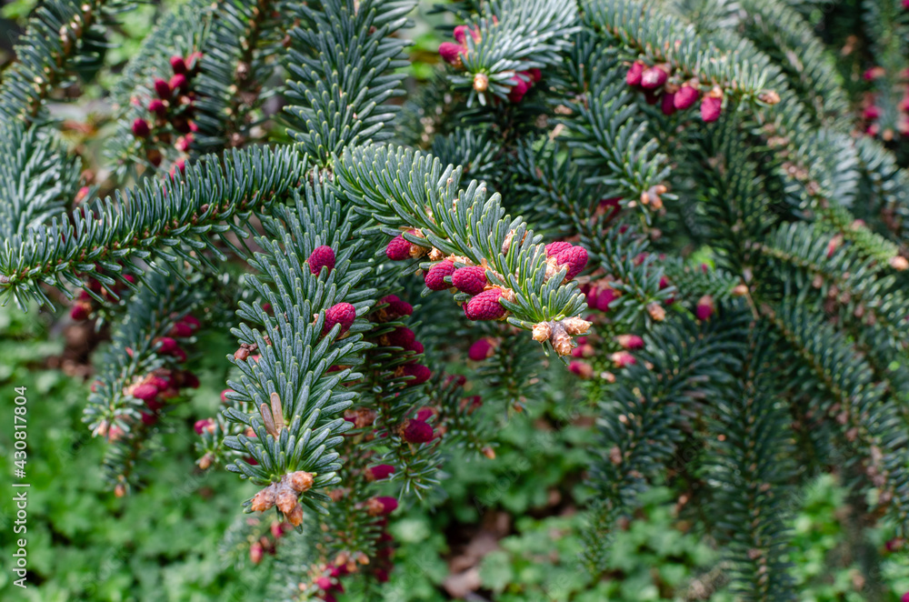 abies pinsapo kelleriis - spanish fir in spring, branches. abies pinsapo kelleriis - spanish fir in spring, branches.
