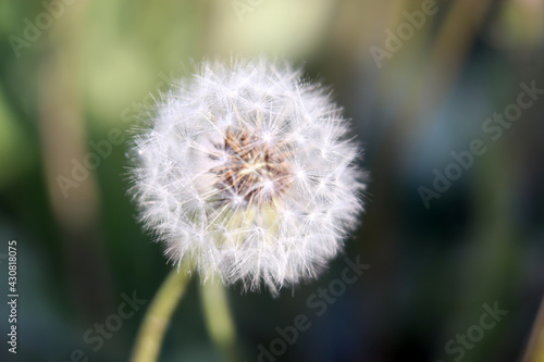 dandelion seeds