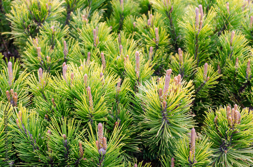 Pinus mugo Winter gold