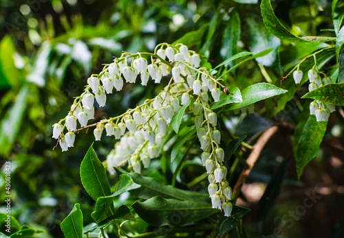 Photos Pieris japonica Gavotte blooming in spring in the botany.