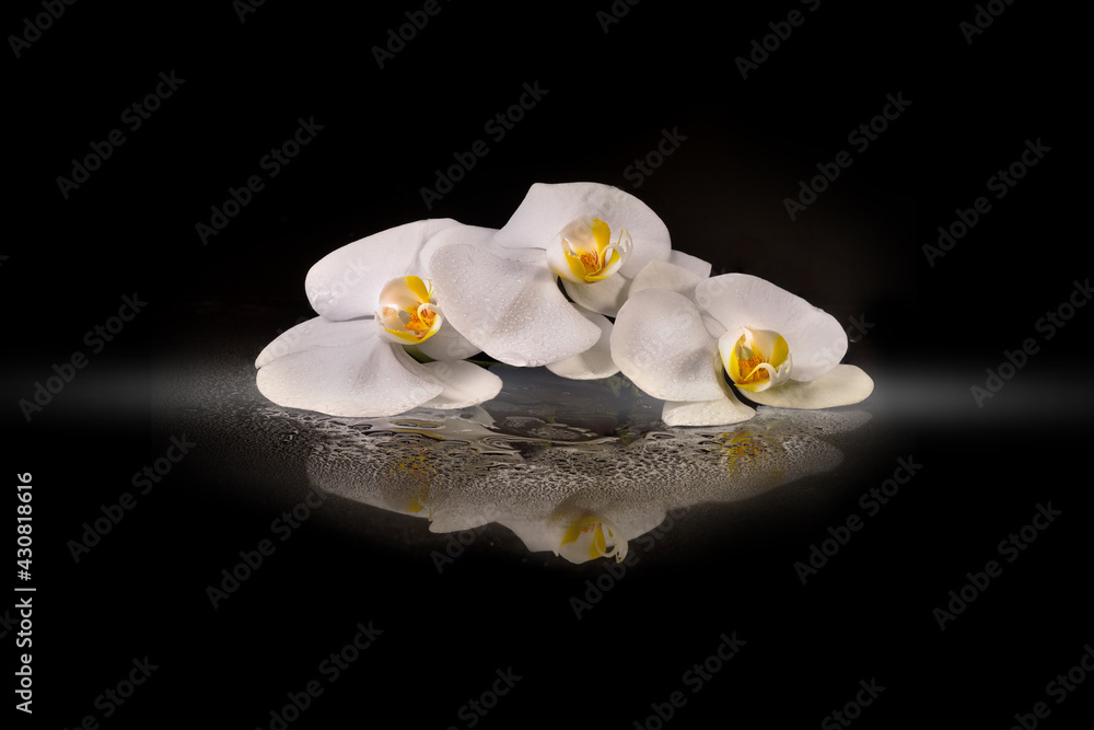 Macro shot of a white orchid on a white background. The photo is suitable for wallpaper, wall photo, screen saver, etc.