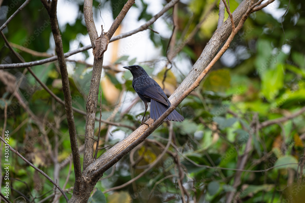Fototapeta premium Blue - whistling Thrush