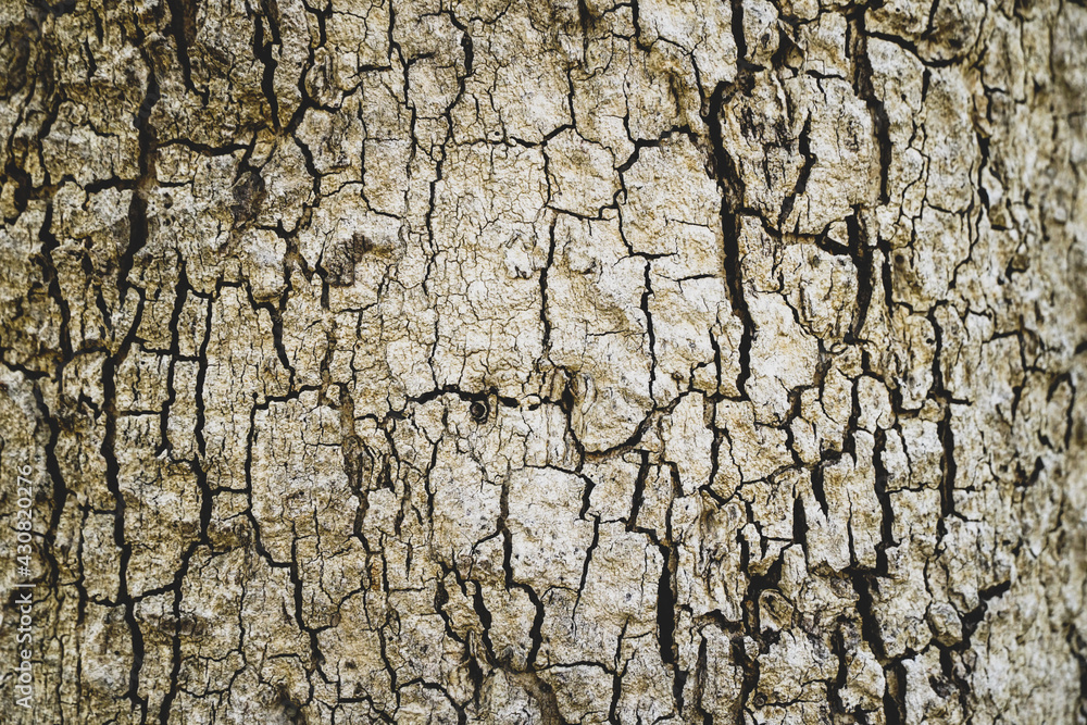 Old wood cracked texture, Seamless tree bark texture, Endless wooden background for web page fill or graphic design. Old wood cracked texture, Seamless tree bark texture, Endless wooden background for web page fill or graphic design.
