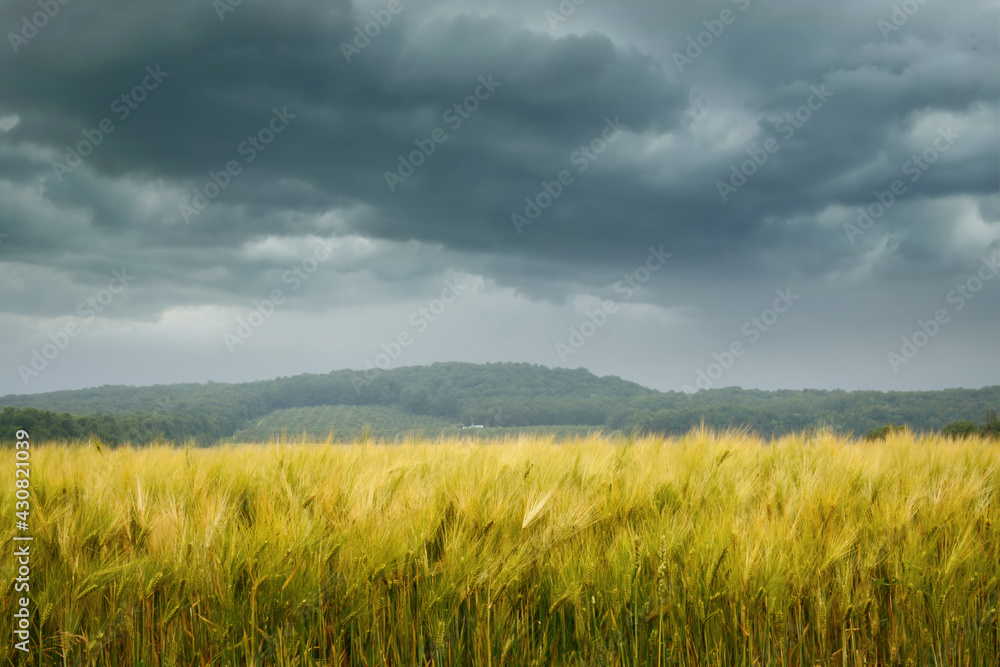Wheat field with stormy sky