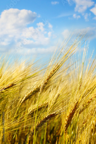 Closeup of wheat field with sunny blue sky