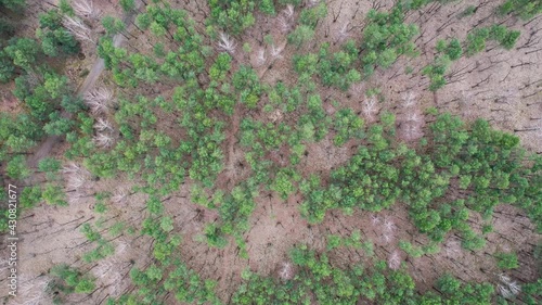 Wallpaper Mural Spinning drone video of forest in Bialoleka district on the edge of Warsaw city, Poland Torontodigital.ca
