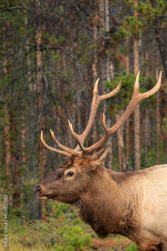 Elk resting