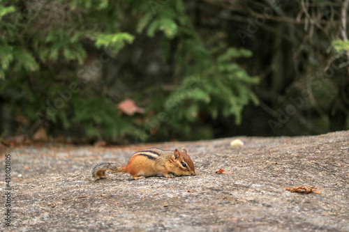 Chipmunk feeding