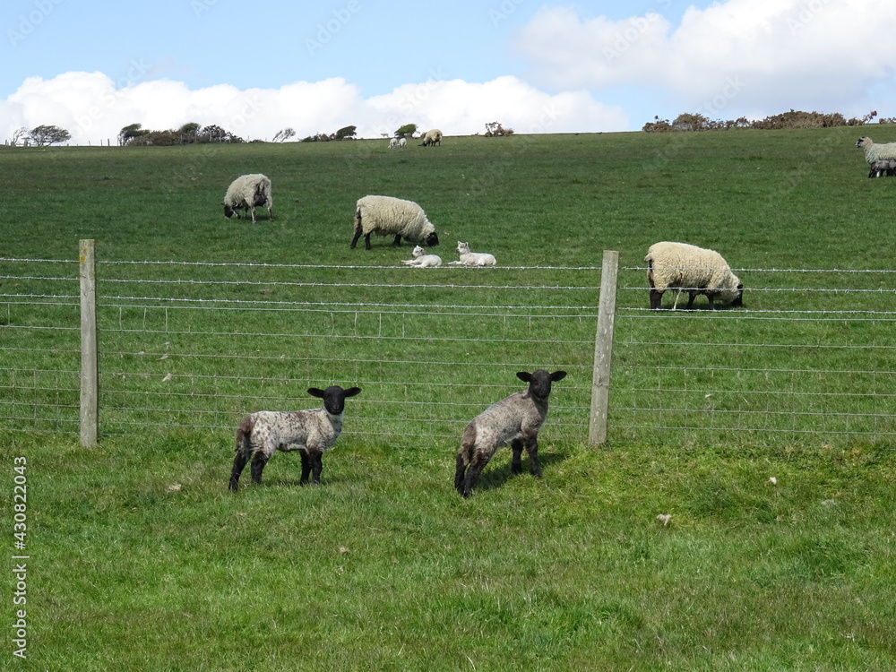 Obraz premium sheep and lambs