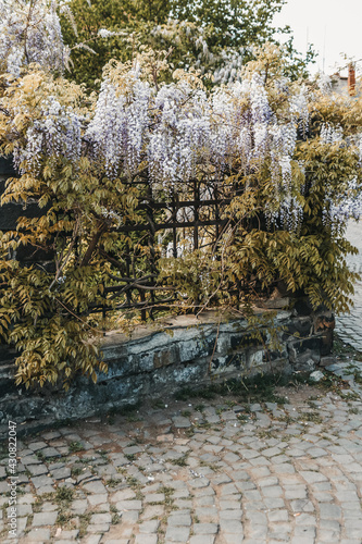 Blooming wisteria plant on the fence.