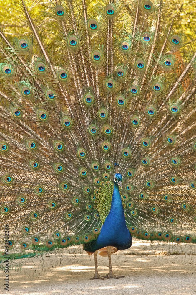 Obraz premium Paon bleu