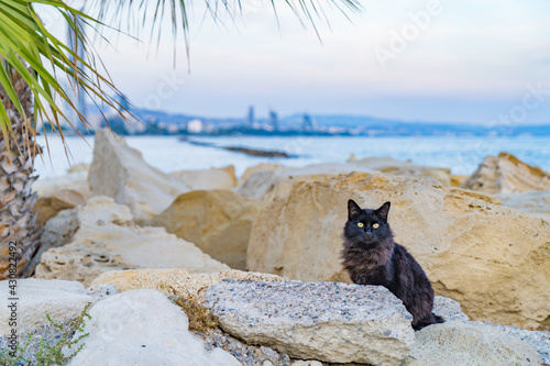 Fototapeta Naklejka Na Ścianę i Meble -  Black cat on the rock at beach side in Limassol Cyprus