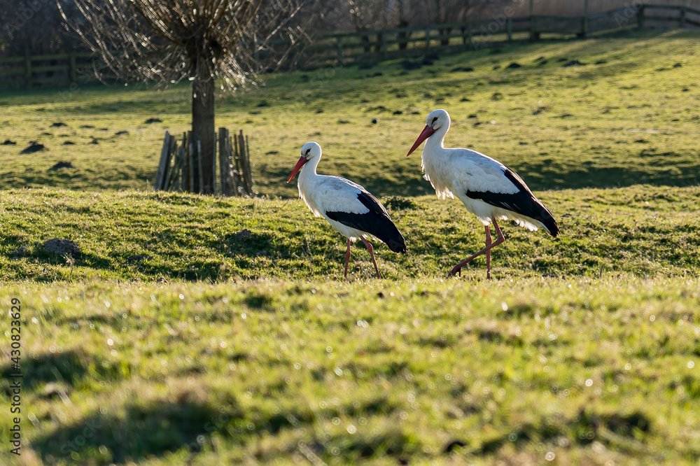 Fototapeta premium A couple of storks looking for food in a city park in Zoetermeer, the Netherlands