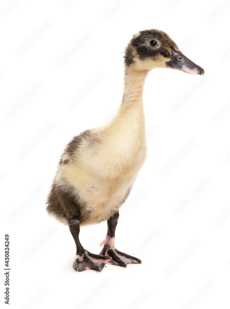 indian runner baby duckling indian runner baby duckling