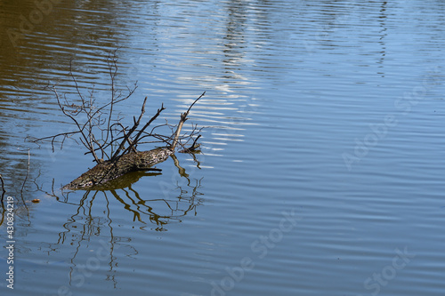 floating log on the water