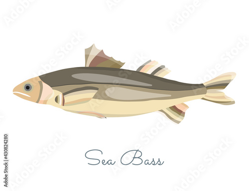 Single Sea Bass in flat style isolated on white