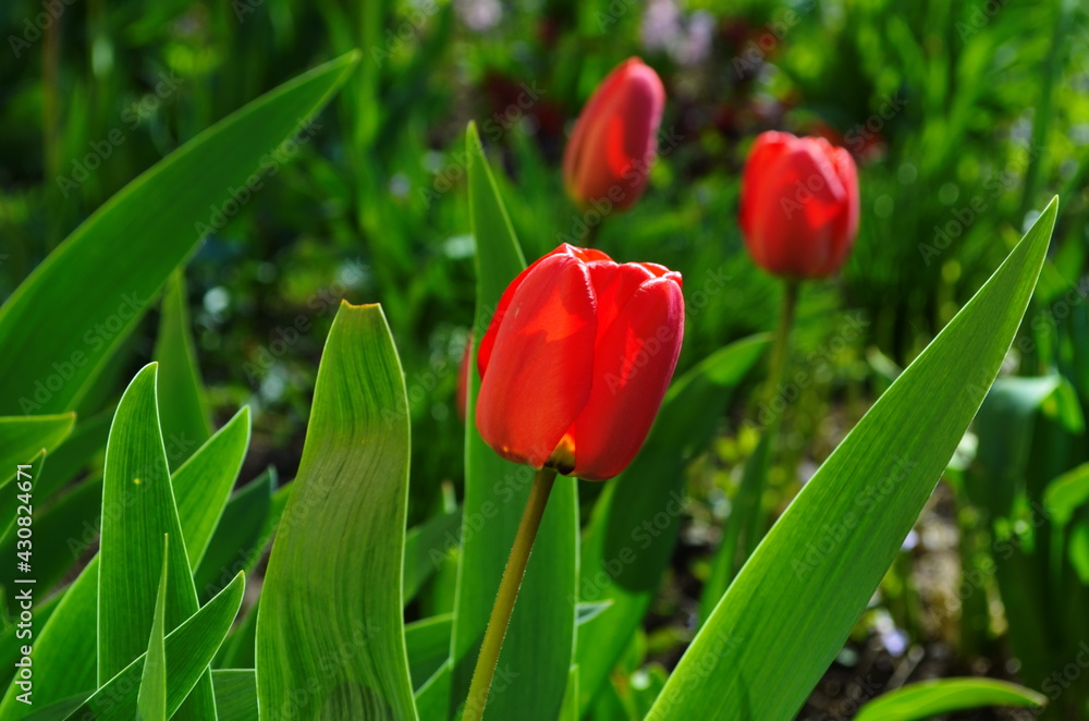 Beautiful Red Tulips in a flowerbed, spring flowers Beautiful Red Tulips in a flowerbed, spring flowers