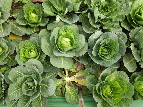 Close up of a cabbage growing in a garden patch