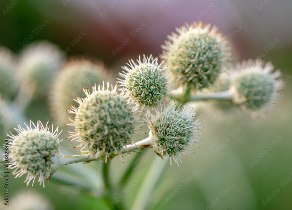 thistle in bloom thistle in bloom