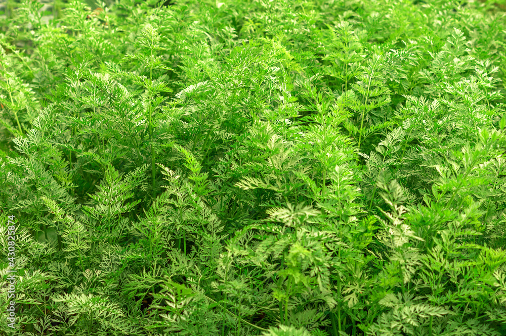 Growing carrots in a vegetable field in the open field. Carrot growing field. Agricultural industry. Garden background of batwa carrots close up. Growing carrots in a vegetable field in the open field. Carrot growing field. Agricultural industry. Garden background of batwa carrots close up.