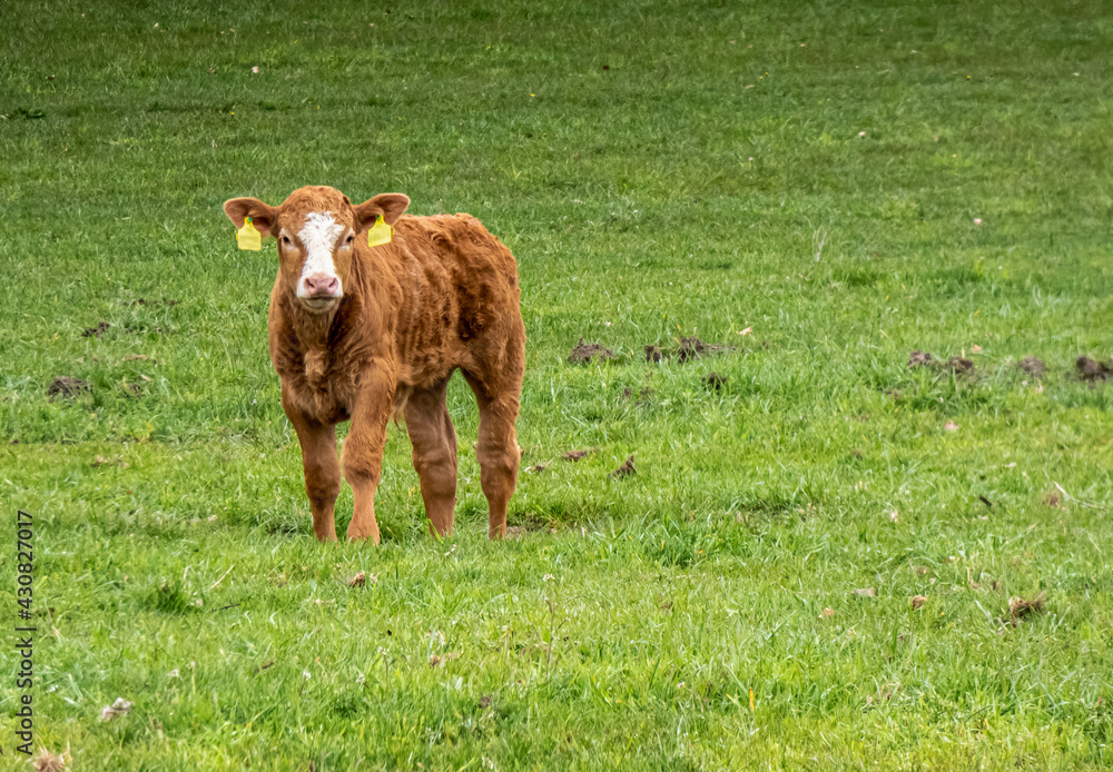 Kalb mit Blick in die Kamera auf einer saftig grünen Wiese Kalb mit Blick in die Kamera auf einer saftig grünen Wiese