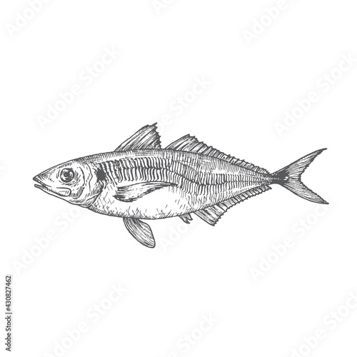 Wild Atlantic Scad Hand Drawn Doodle Vector Illustration. Abstract Fish Sketch. Engraving Style Drawing. Isolated