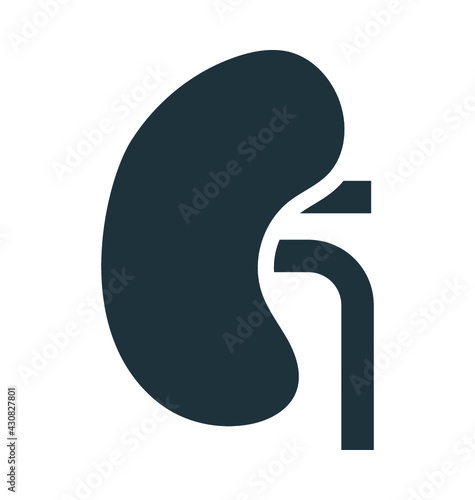 Kidney 