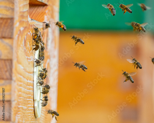 bee hive - bee breeding (Apis mellifera) close up © Vera Kuttelvaserova