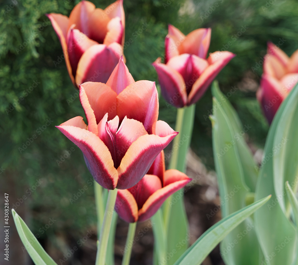 Triumph Tulips 'Slawa' or Tulipa muvota with deep purplish brown centre and petals with copper colored edges as mature blooming  - obrazy, fototapety, plakaty 