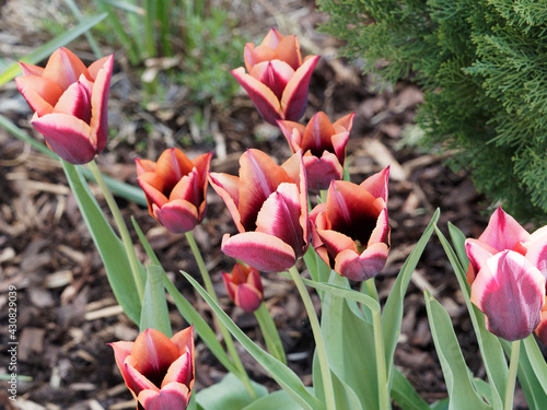Plakat w ramie Triumph Tulips 'Slawa' or Tulipa muvota. Strong stemmed tulips in red and orange petals with copper or pastel colored edges