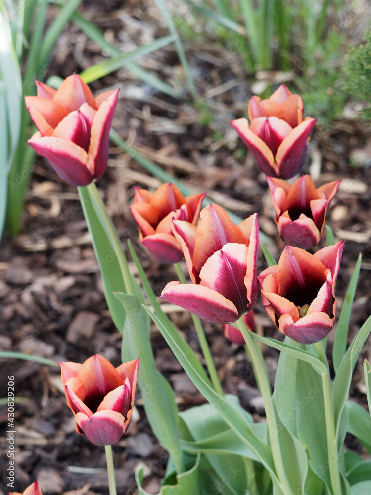 Stunning flowers of tulip 'Slawa' or Tulipa muvota with wine red and orange petals, pinkish apricot edge on mature flowers - obrazy, fototapety, plakaty 
