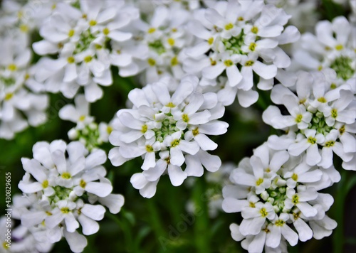 Fototapeta Naklejka Na Ścianę i Meble -  white flowers of a tree