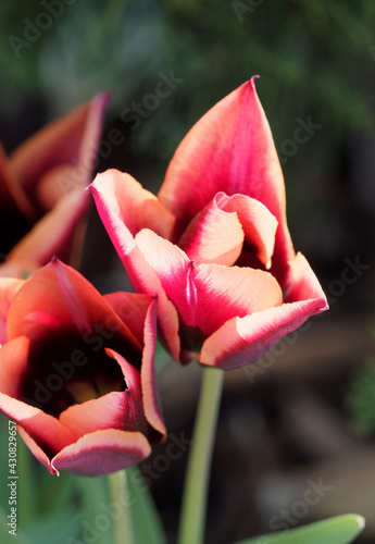 Plakat w ramie Triumph Tulips 'Slawa' or Tulipa muvota. Strong stemmed tulips in red and orange petals with copper or pastel colored edges