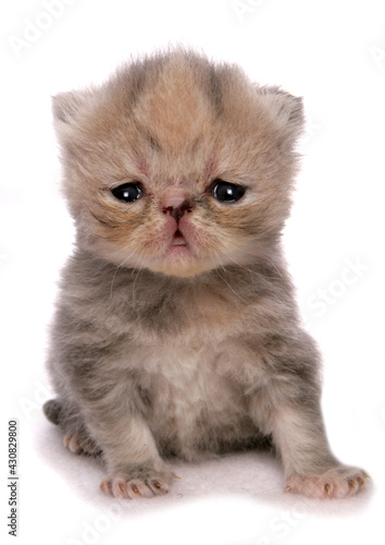 young exotic shorthair kitten