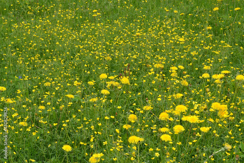 Spring or summer natural background of meadows with yellow dandelions in lush green grass. Field covered with wild flowers