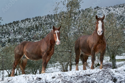 horses in the snow © flafabri