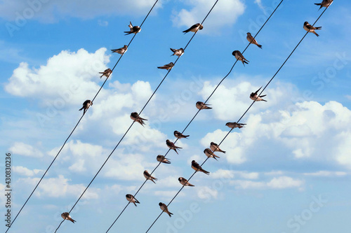 Tableau sur toile house martins laid on the electric wires