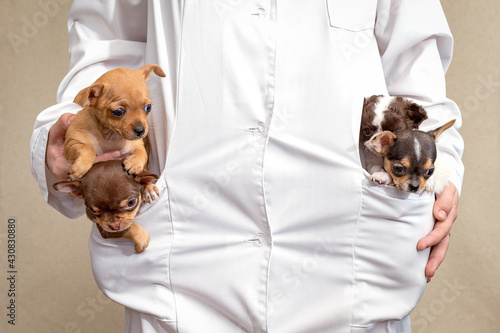 Four little puppies sit in the pockets of a vet in a white coat.