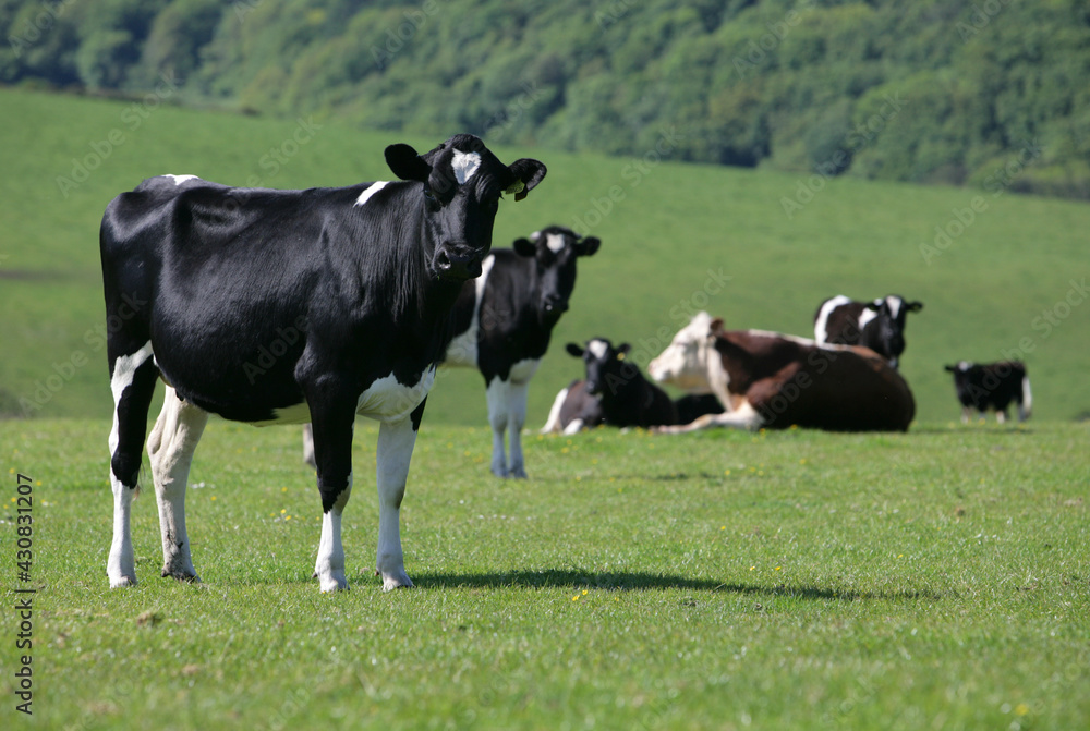 Cows in a field