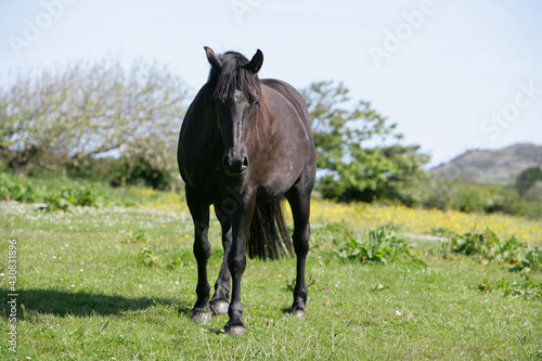dark bay black horse
