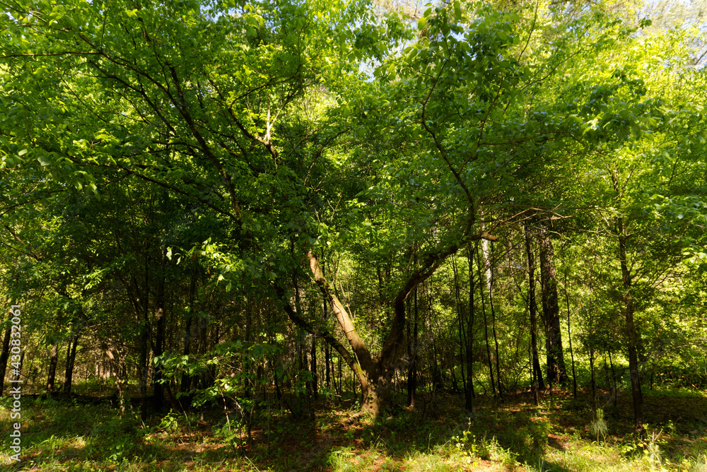 sun rays in the forest sun rays in the forest