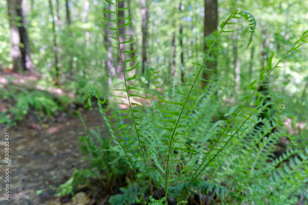Obraz premium fern in the forest